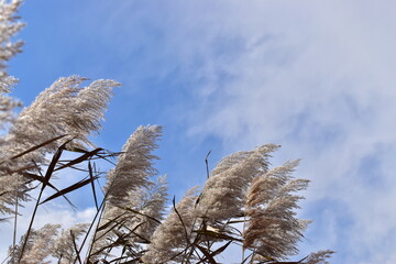 sawgrass in a wetlands area