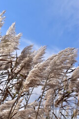 sawgrass in a wetlands area