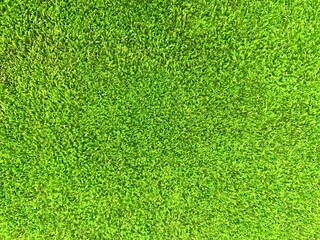 Green grass field background texture. Fresh spring green moss lawn.