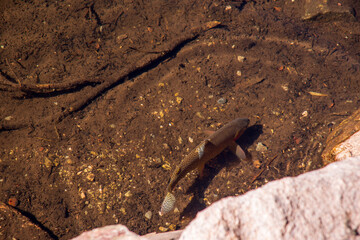 Lake trout in Dream lake