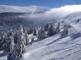 Ski tracks among trees and fog