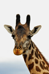 Obraz premium A picture of a giraffe