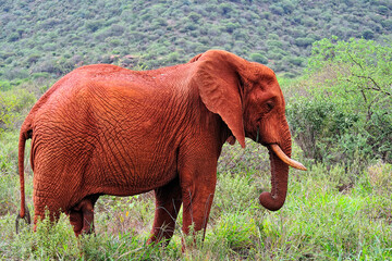 Fototapeta na wymiar A picture of some elephants