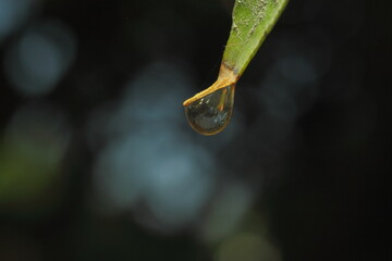 gota de agua colgando en hoja de arbol