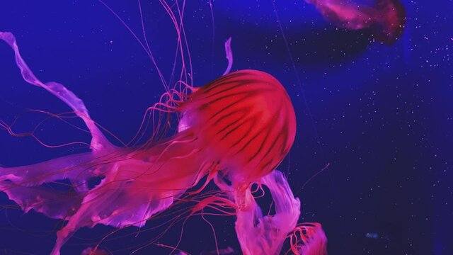 Jellyfish swimming in blue water. Chrysaora pacifica