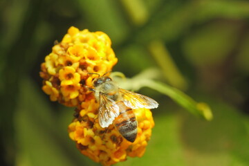 abeja busca polen en flor amarilla