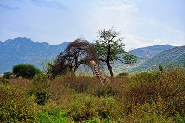 Fototapeta na wymiar A picture of a giraffe
