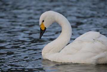 Swans, 14/11/2021