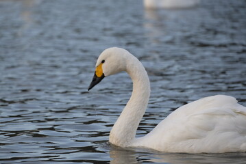 Fototapeta premium Swans, 14/11/2021