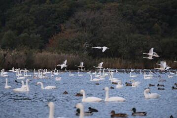 Swans, 14/11/2021