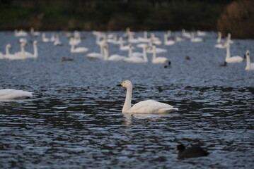 Swans, 14/11/2021