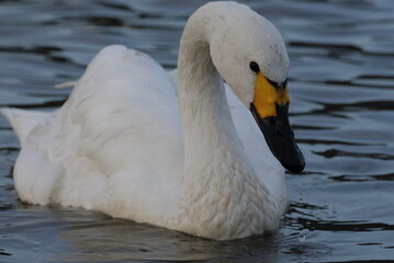 Swans, 14/11/2021