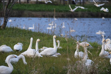 Swans, 14/11/2021