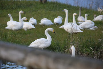 Swans, 14/11/2021