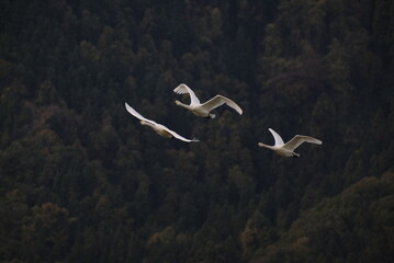 Swans, 14/11/2021