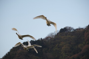 Swans, 14/11/2021