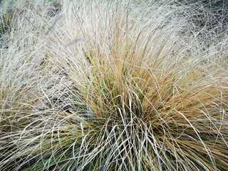 close up of a reed
