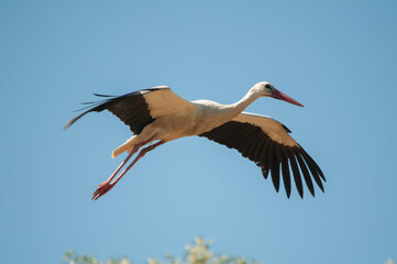 Ciconia ciconia, white stork in flight under a blue sky.