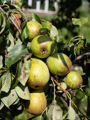 Pears on a branch.