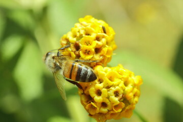 abeja recolectando polen sobre una flor amarilla con bokeh verde
