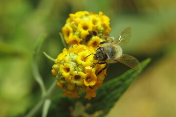 abeja recolectando polen sobre una flor amarilla con bokeh verde