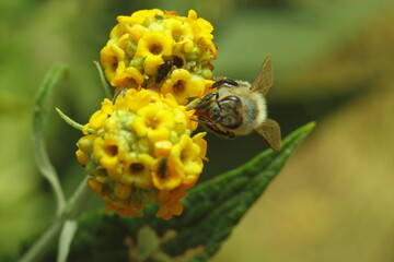 abeja recolectando polen sobre una flor amarilla con bokeh verde