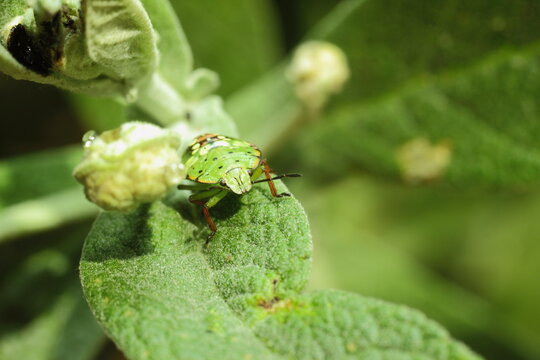insectos verdes sobre ramas de arbol
