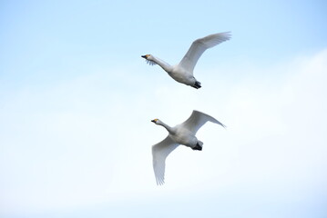 Swans, 14/11/2021B
