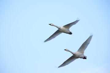 Swans, 14/11/2021B