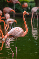 Fototapeta na wymiar Colourful Flamingo in a pond on a summer day in Pretoria South Africa