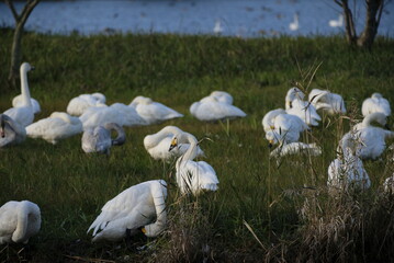 Swans, 14/11/2021B