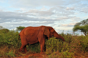 Fototapeta premium A picture of some elephants