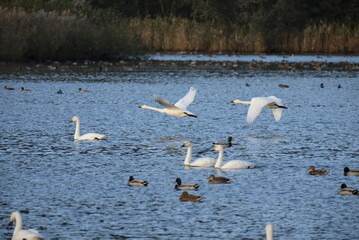 Swans, 14/11/2021B