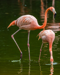 mother flamingo with newborn in a pond on a summer day in Pretoria South Africa