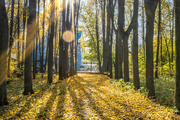 City park Forest path with lovely rays and bulb of sunlight