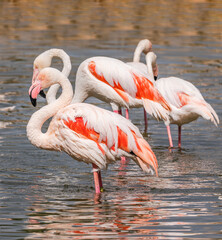 Flamingos in a pond on a summer day in Pretoria South Africa