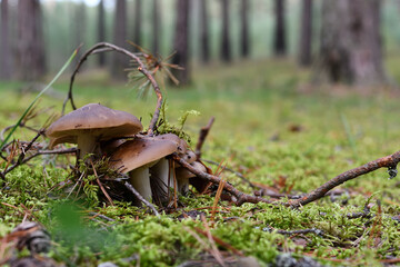Close-up of the beautiful Tricholoma mushroom family on green moss in a pine forest on a summer evening.