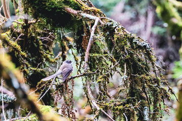 Fantail bird in a tree
