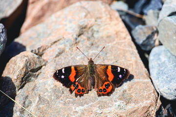 Fototapeta na wymiar butterfly on rock