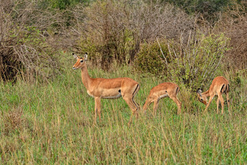 A picture of a gazelle