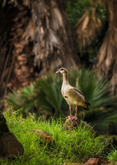 Egyptian goose standing on a rock in a lush green forest