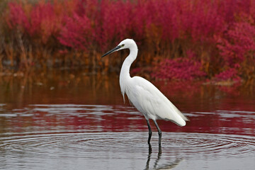 white egret in the pond in autumn season - 469197925