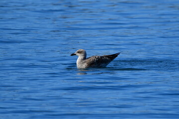 GAVIOTA PATIAMARILLA