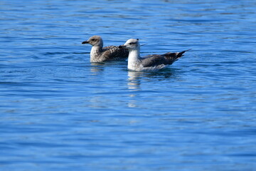 GAVIOTA PATIAMARILLA