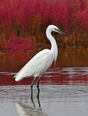 white egret in the pond in autumn season - 469198377