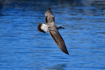 GAVIOTA PATIAMARILLA
