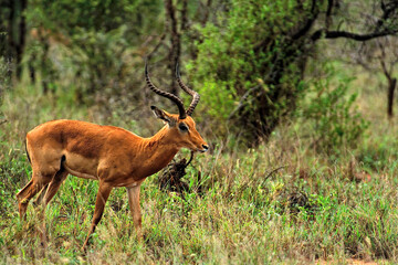 A picture of a gazelle