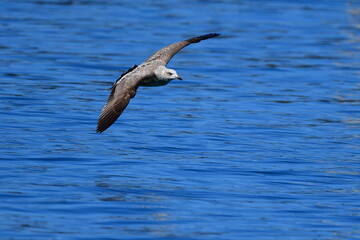 GAVIOTA PATIAMARILLA
