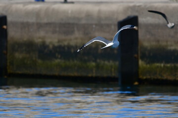 GAVIOTA PATIAMARILLA