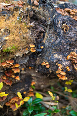 入善町、黒部宇奈月温泉や白馬岳を眺められる富山県入善町の負釣山を紅葉の時期に登山する風景 A view of climbing Mt.Oiturushiyama in Nyuzen-cho, Toyama Prefecture, with views of Kurobe Unazuki Onsen and Mt.Shirouma-dake, during the season of autumn